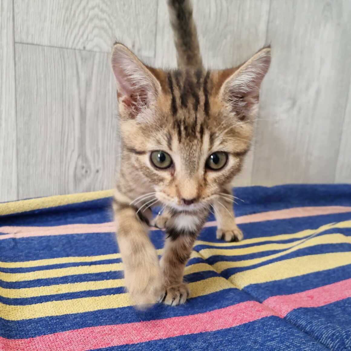BUBBLEGUM – Chaton réservé