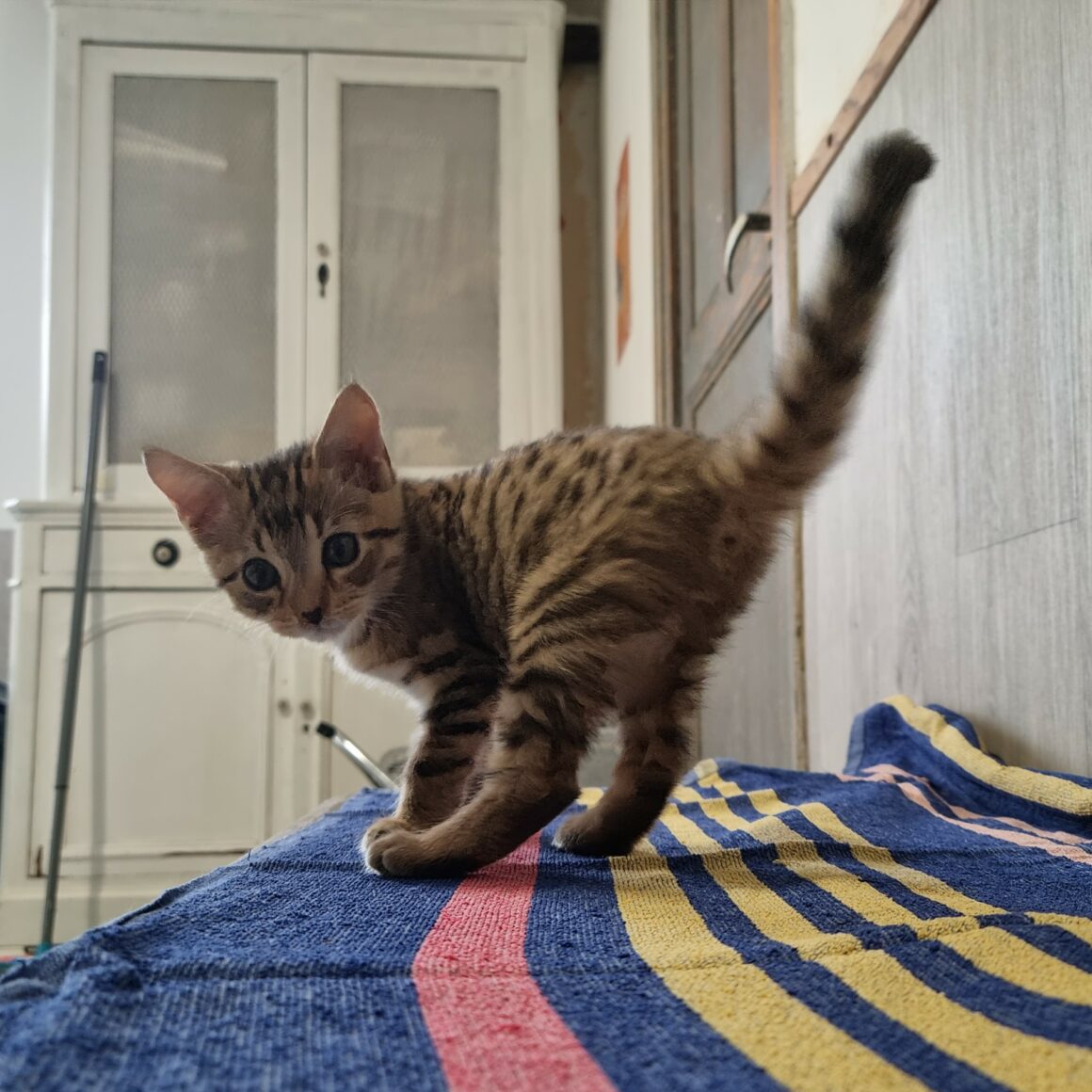 BUBBLEGUM – Chaton réservé