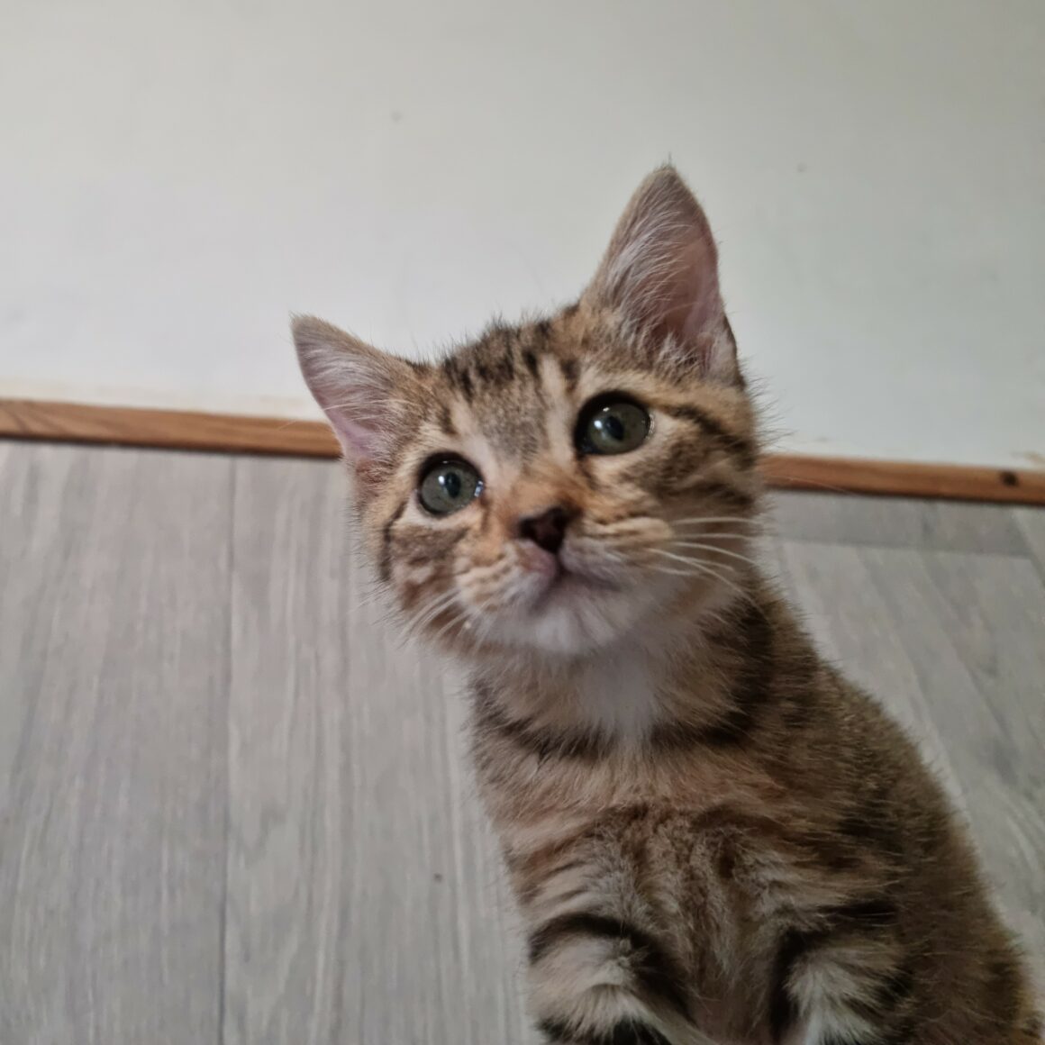 BUBBLEGUM – Chaton réservé