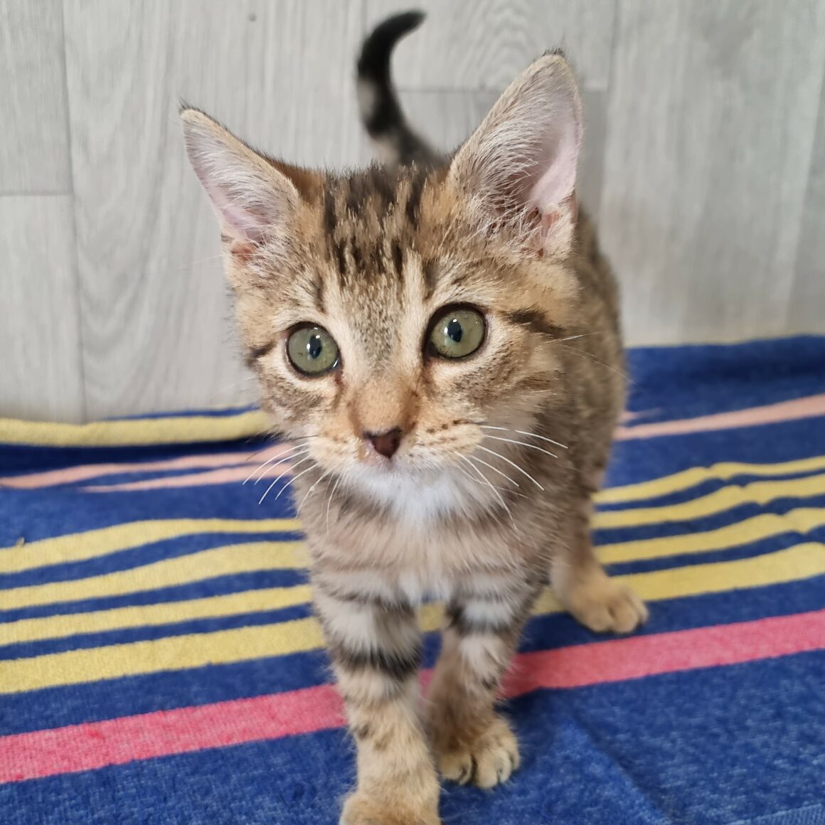 BUBBLEGUM – Chaton réservé