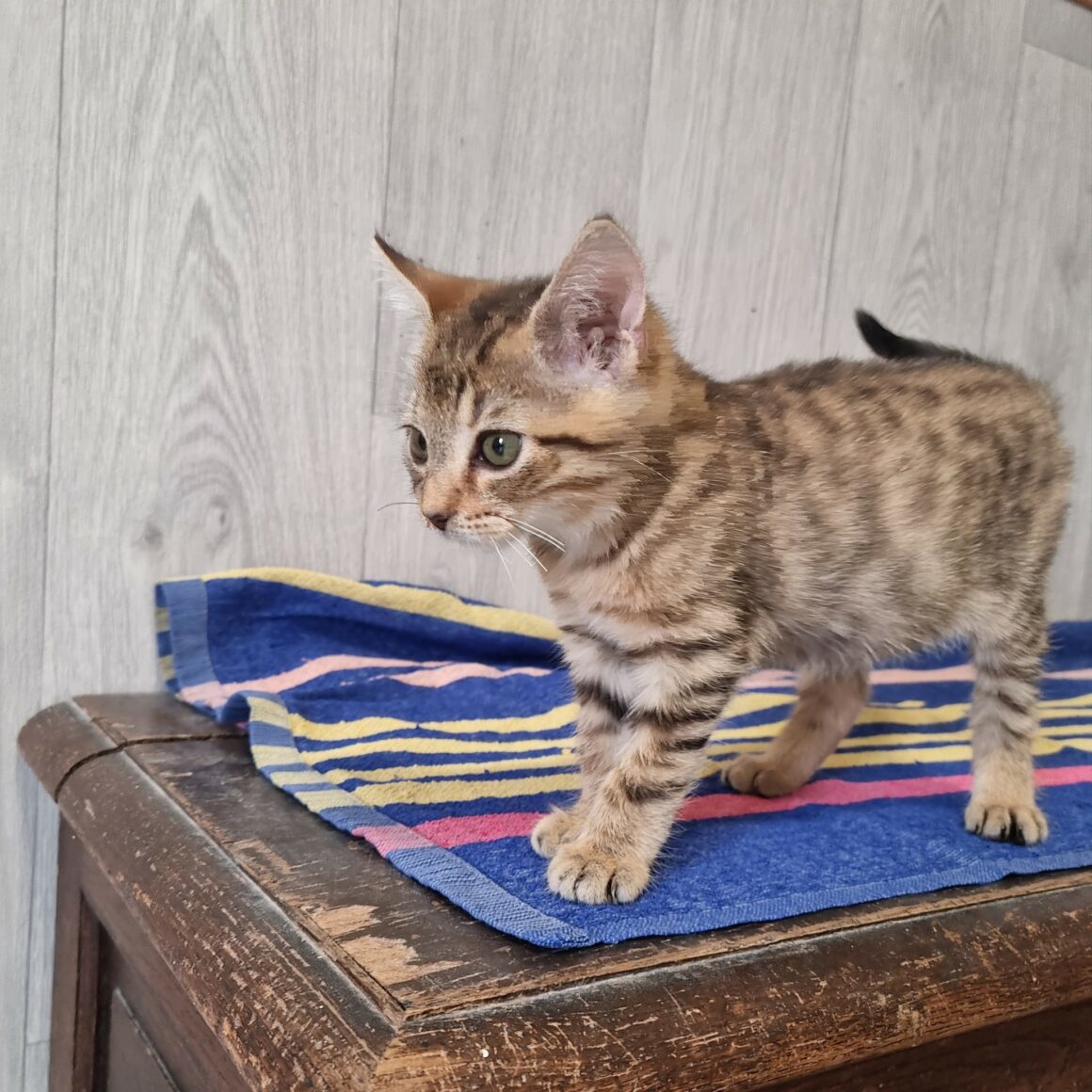 BUBBLEGUM – Chaton réservé