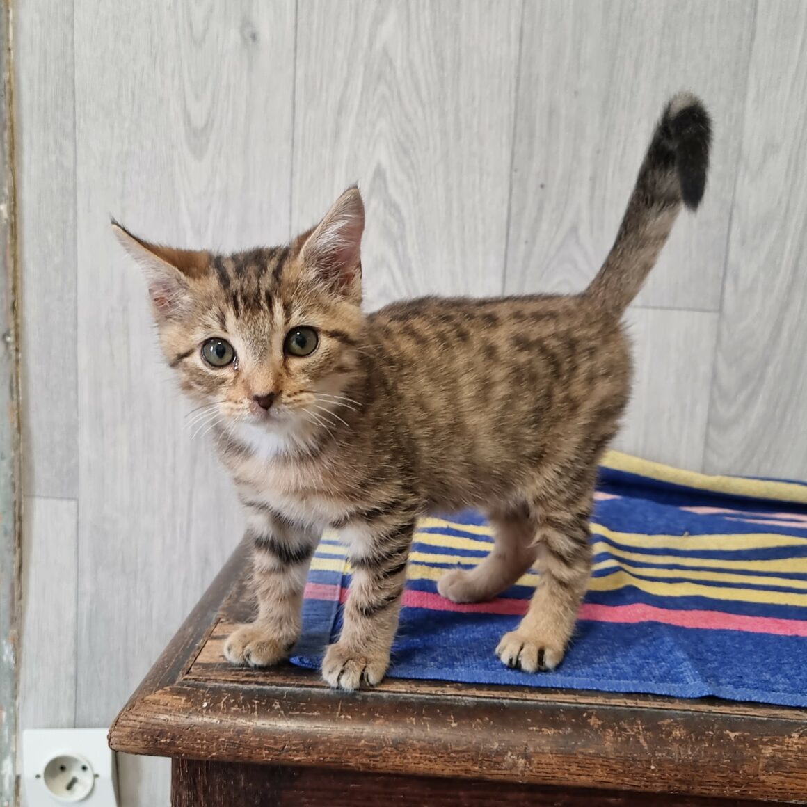 BUBBLEGUM7 BUBBLEGUM – Chaton adopté