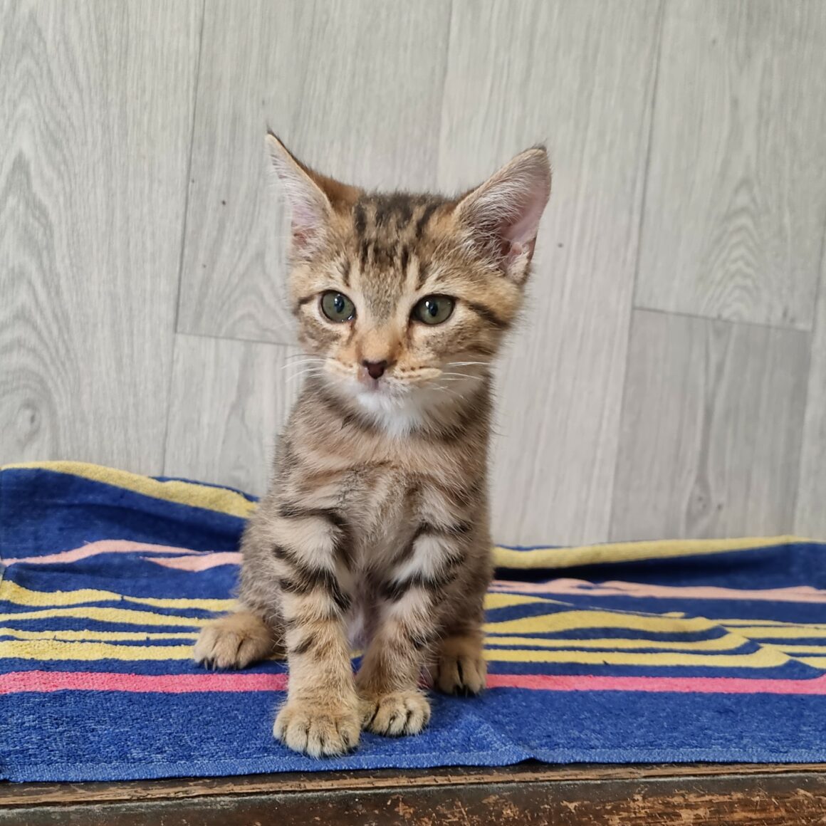 BUBBLEGUM – Chaton réservé