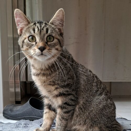 BUCEFAL – Junior