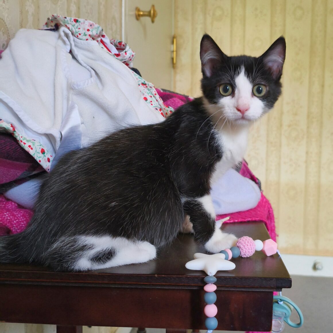 BULBIZARD1 BULBIZARD – chaton