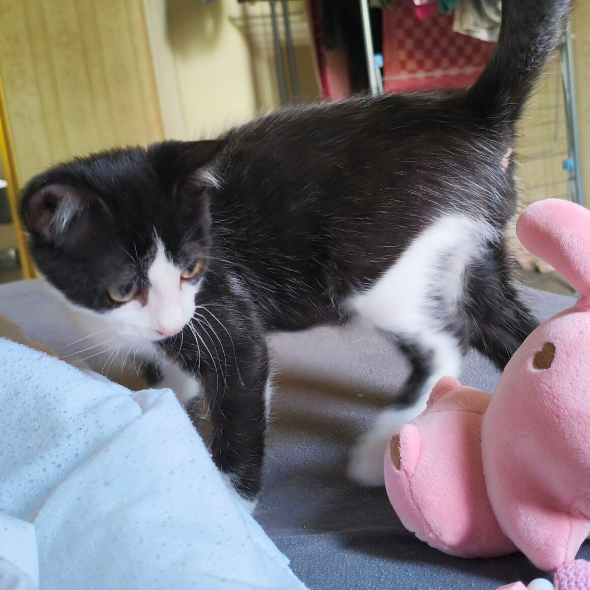 BULBIZARD2 BULBIZARD – chaton
