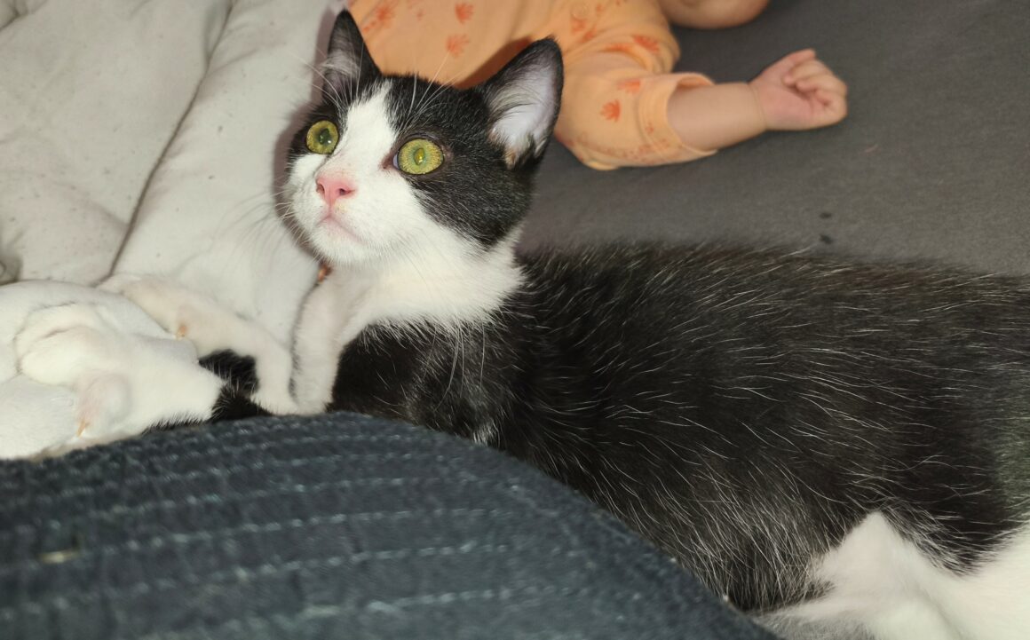 BULBIZARD3 BULBIZARD – chaton
