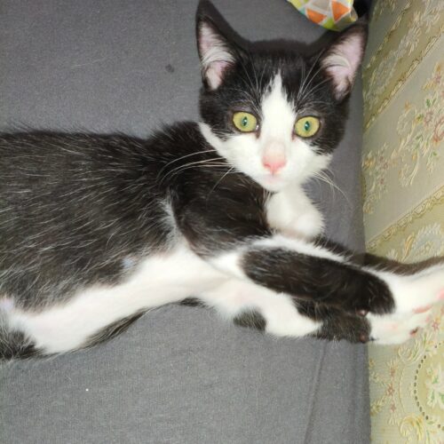 BULBIZARD – chaton