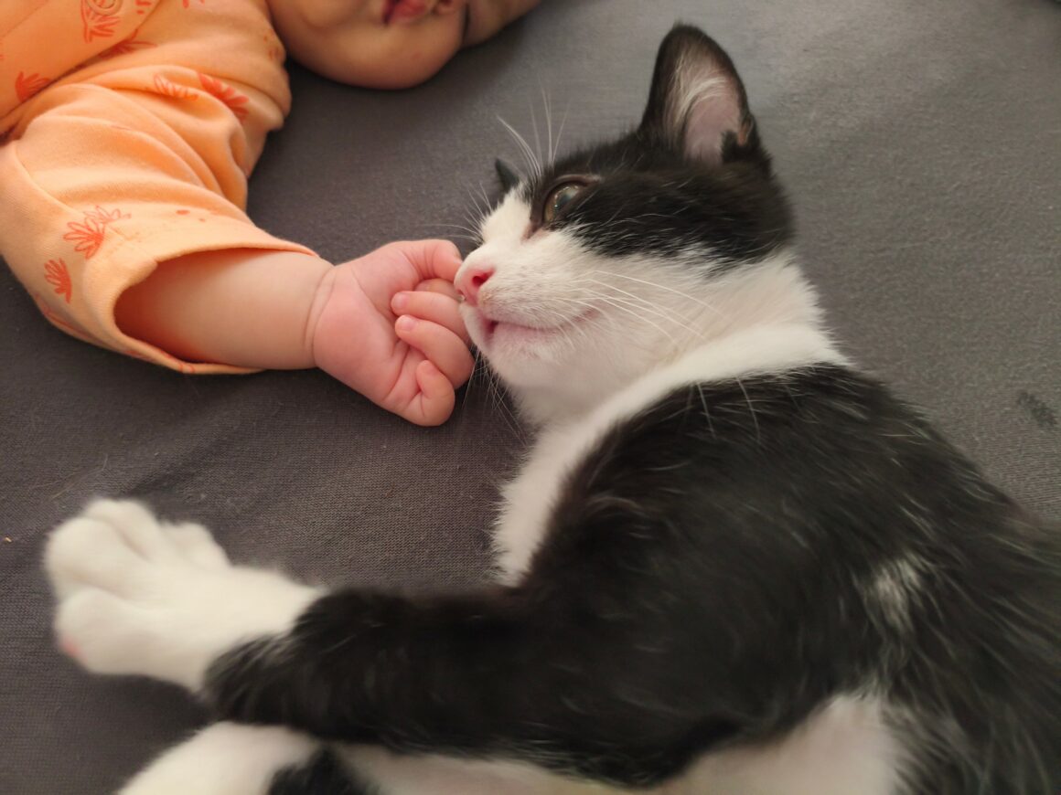 BULBIZARD5 BULBIZARD – chaton