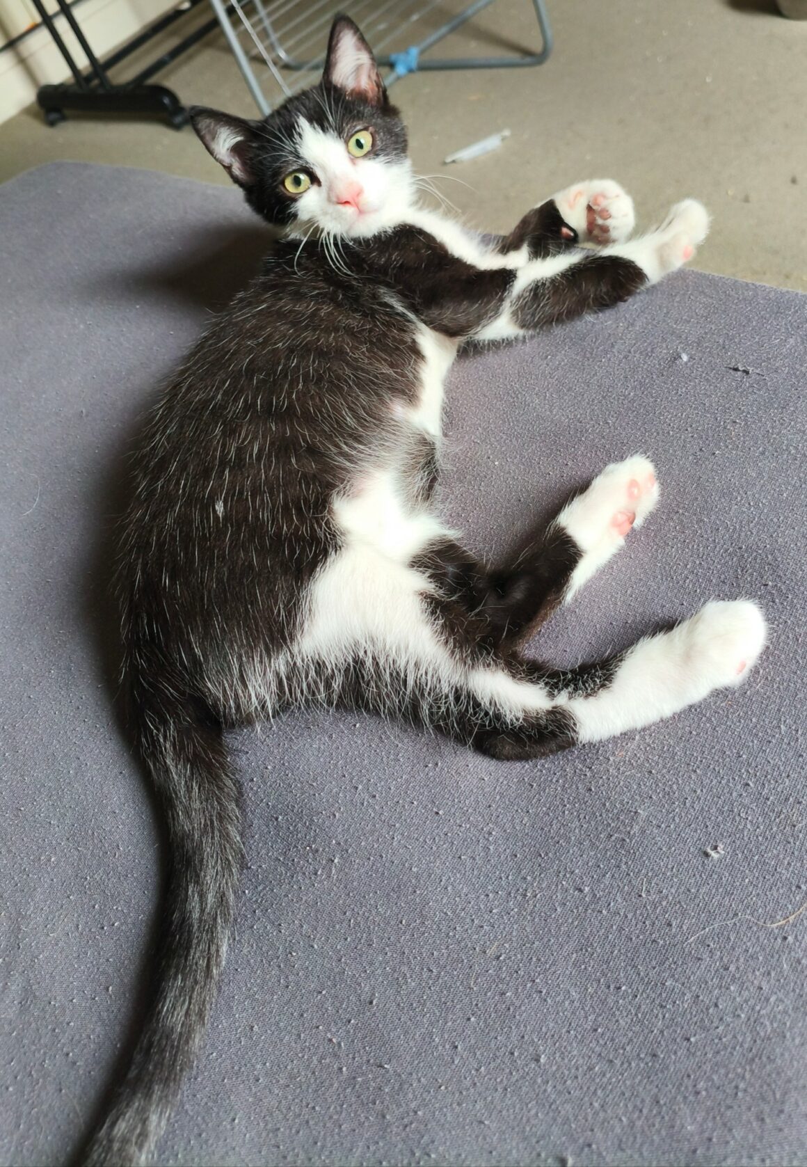 BULBIZARD6 BULBIZARD – chaton