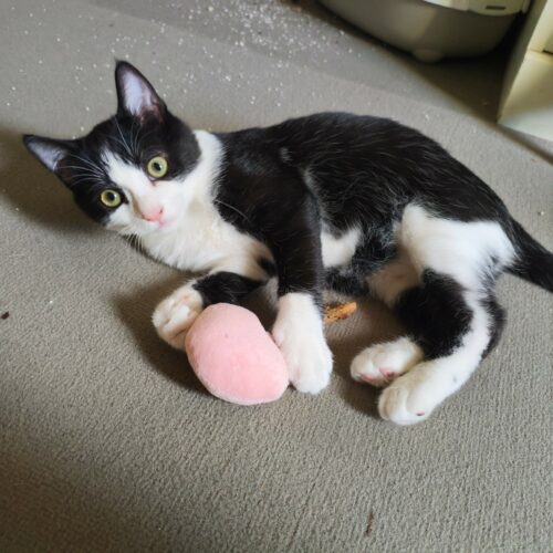 BULBIZARDCARRESEPT3 BULBIZARD – chaton