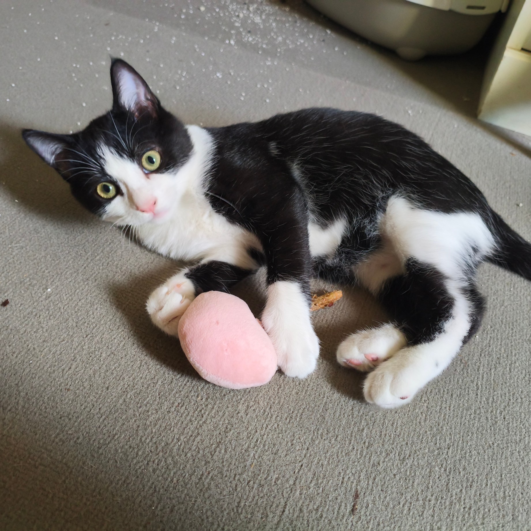 BULBIZARD – chaton déjà adopté