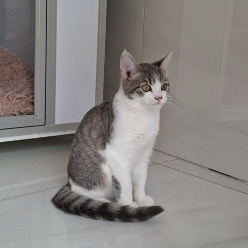 BUSTER – Junior