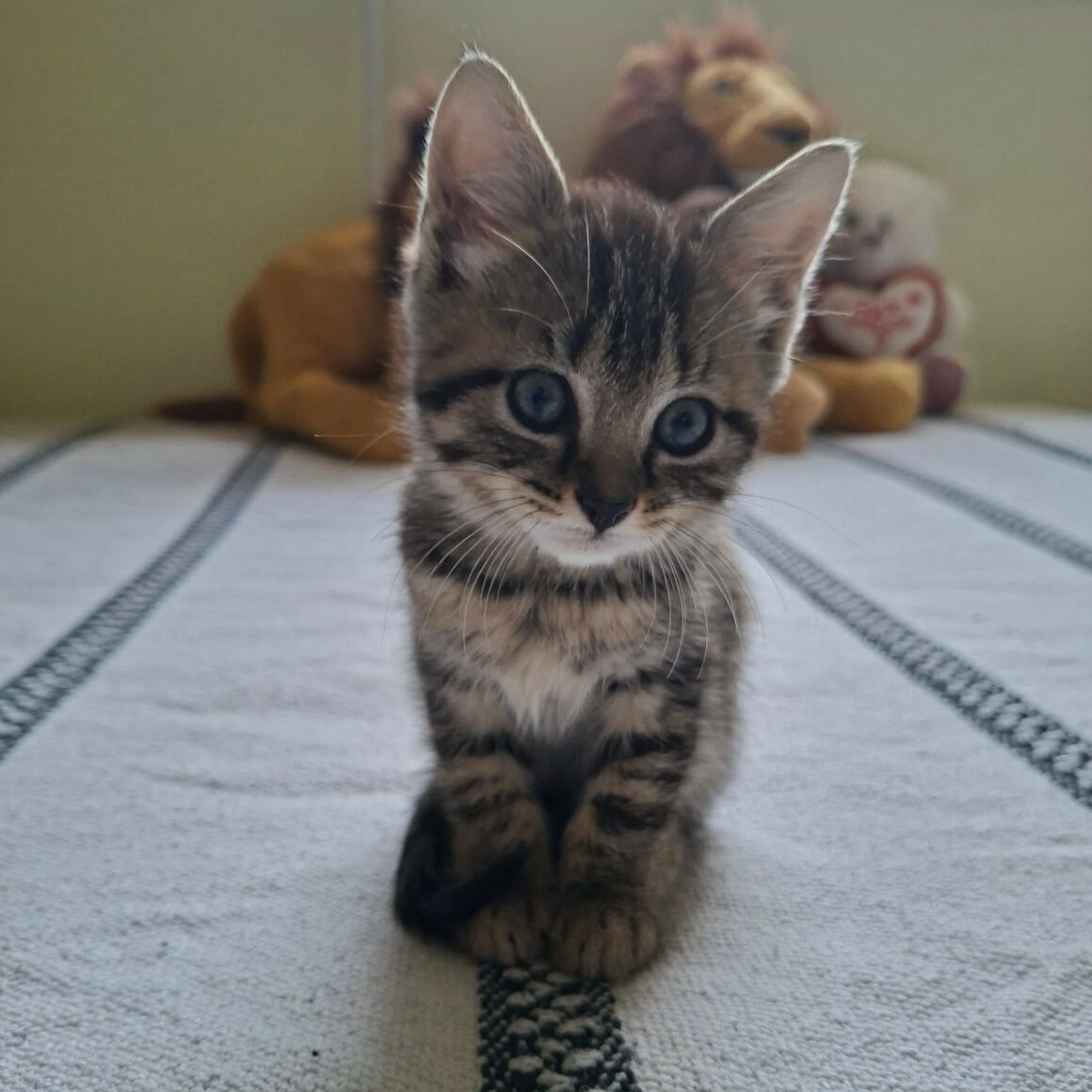 BYCHON – chaton adoptée