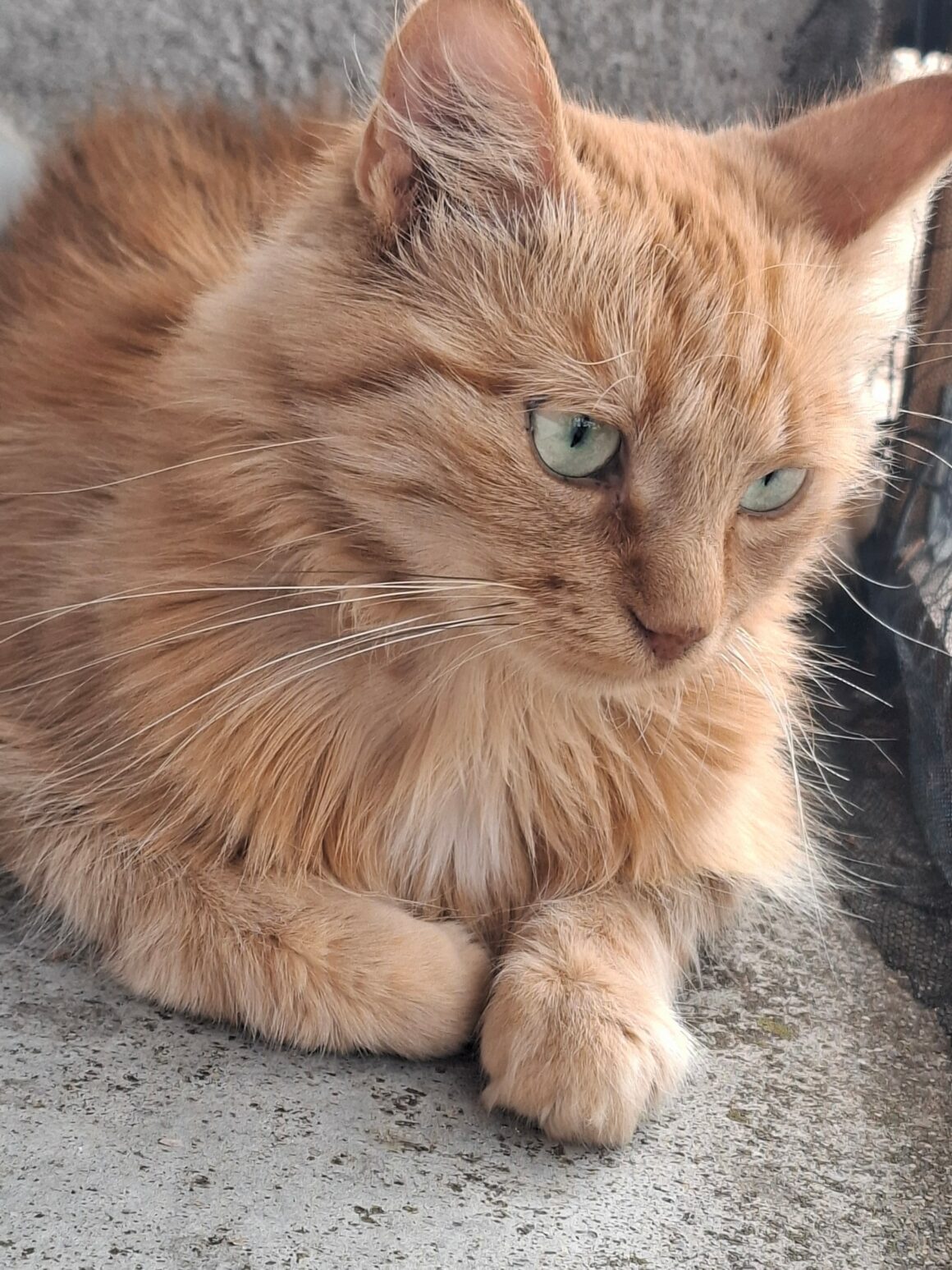 MIMI3 MIMI – 4 ans