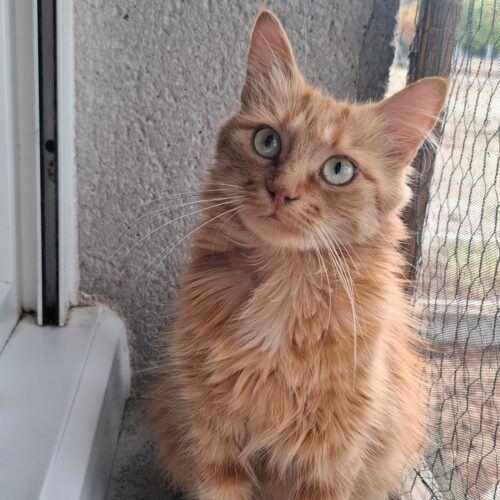 MIMI4 carrée MIMI – 4 ans