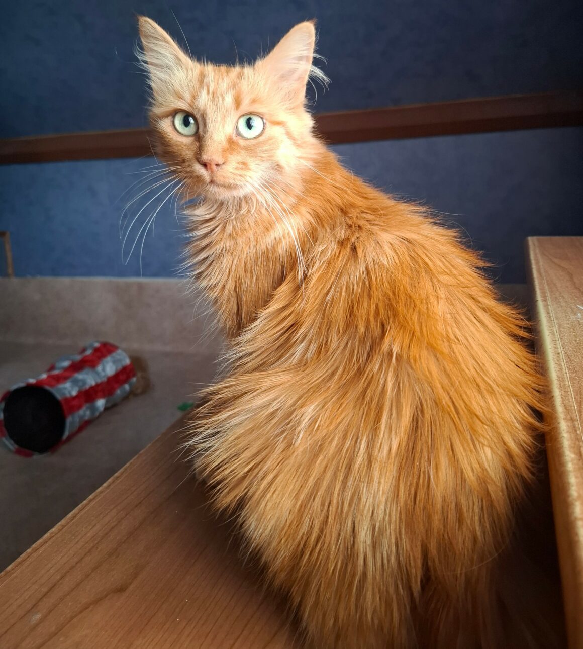 MIMI5 MIMI – 4 ans