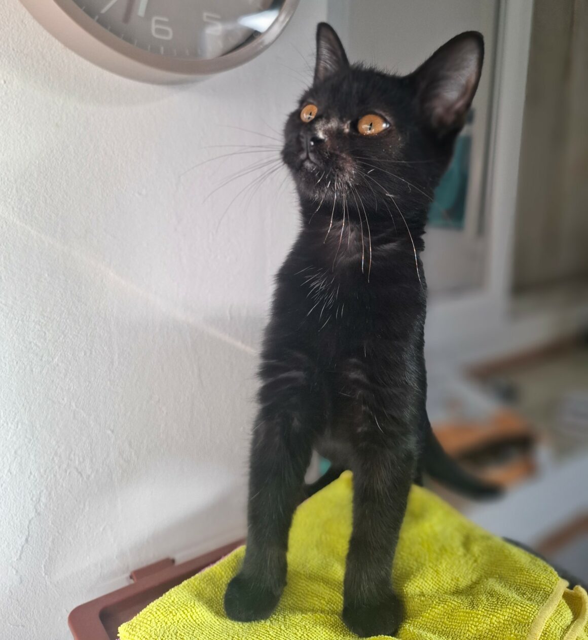 BA-OUI Chaton femelle