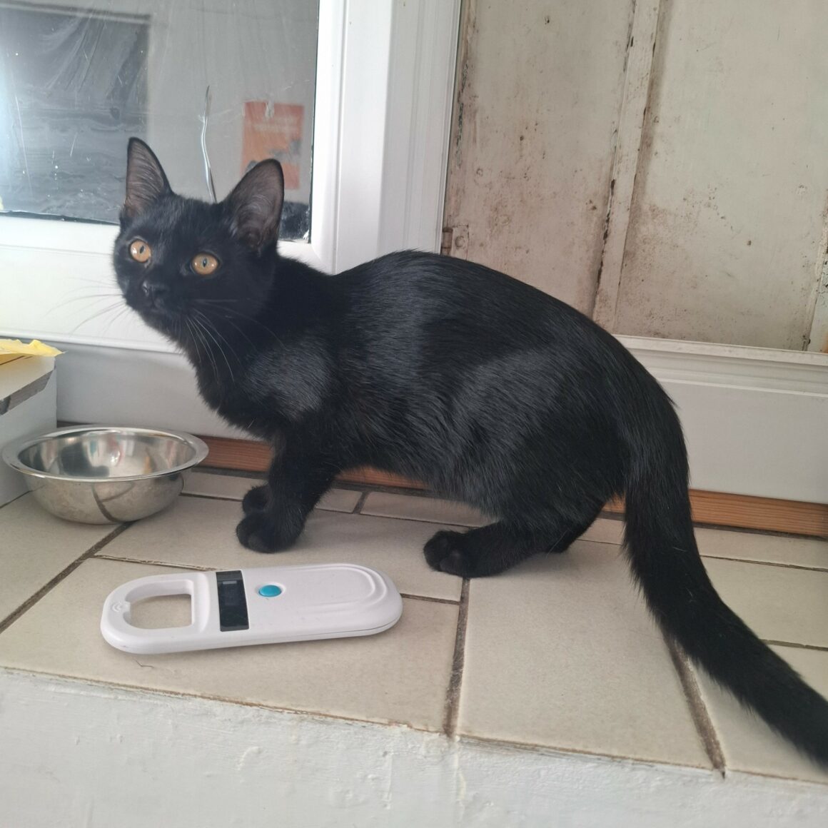 BA-OUI Chaton femelle