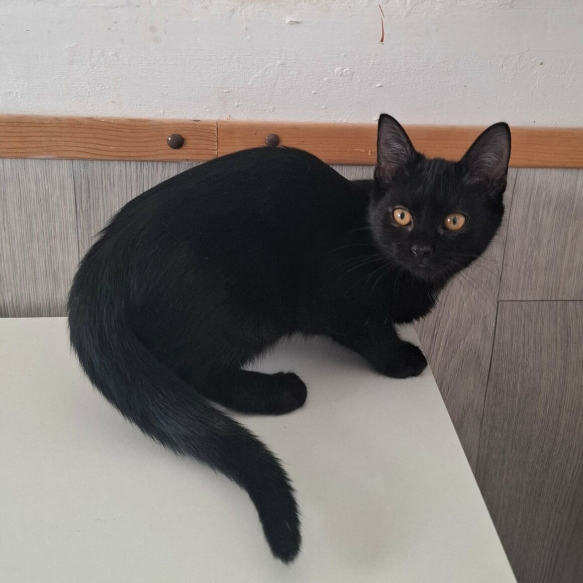 BA-OUI Chaton femelle