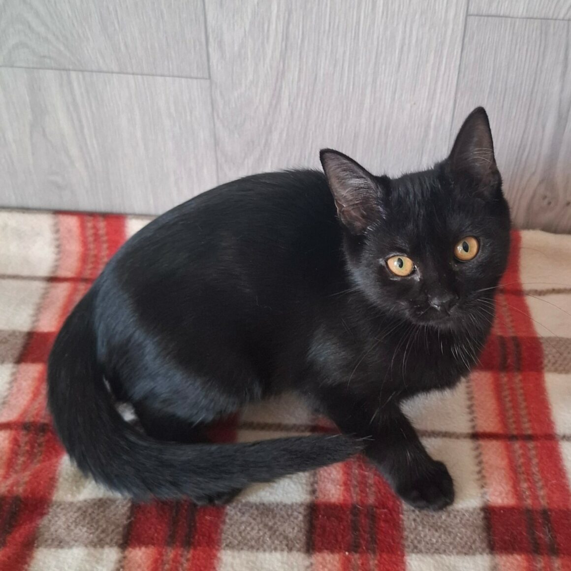 BA-OUI Chaton femelle
