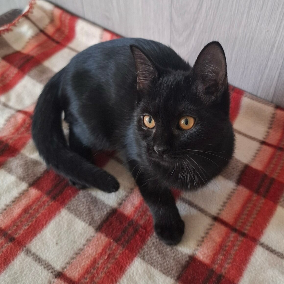 BA-OUI Chaton femelle