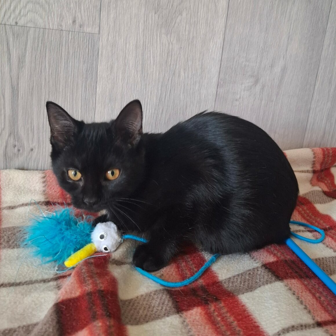 BA-OUI Chaton femelle