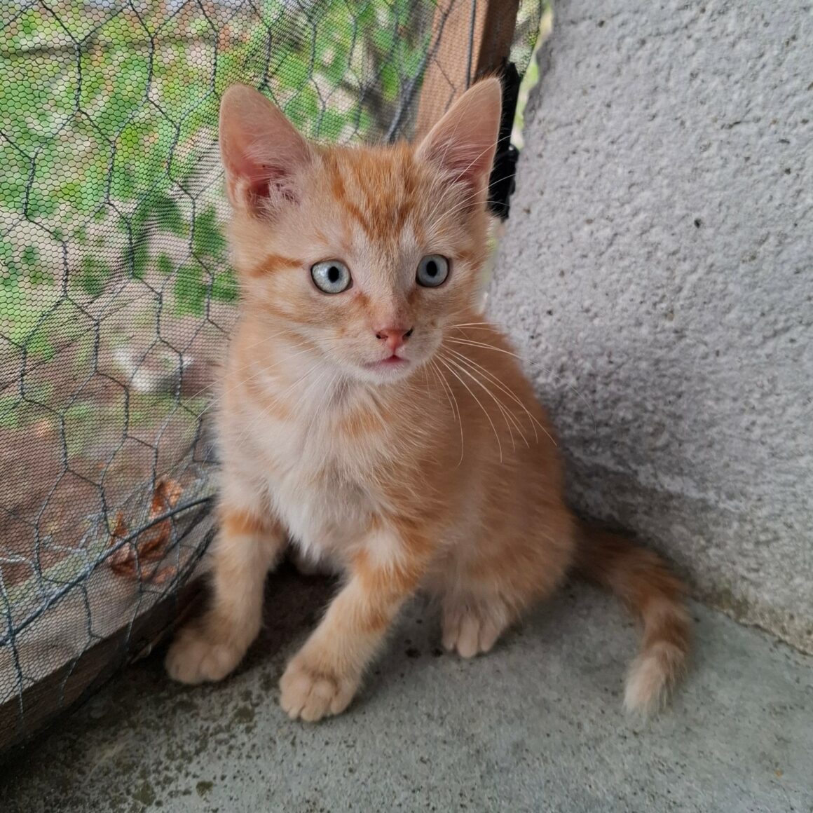 BABYLONE4 BABYLONE – chaton déjà adopté