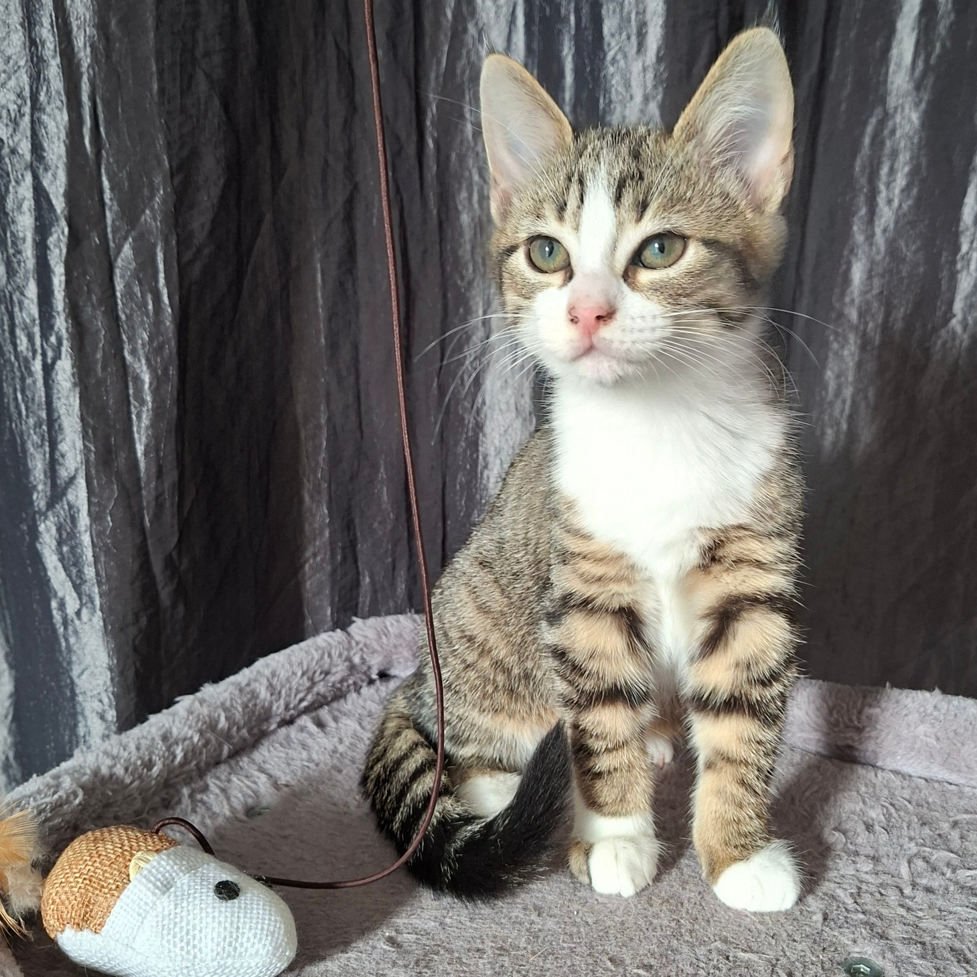 BALADINE – Chaton déjà adoptée