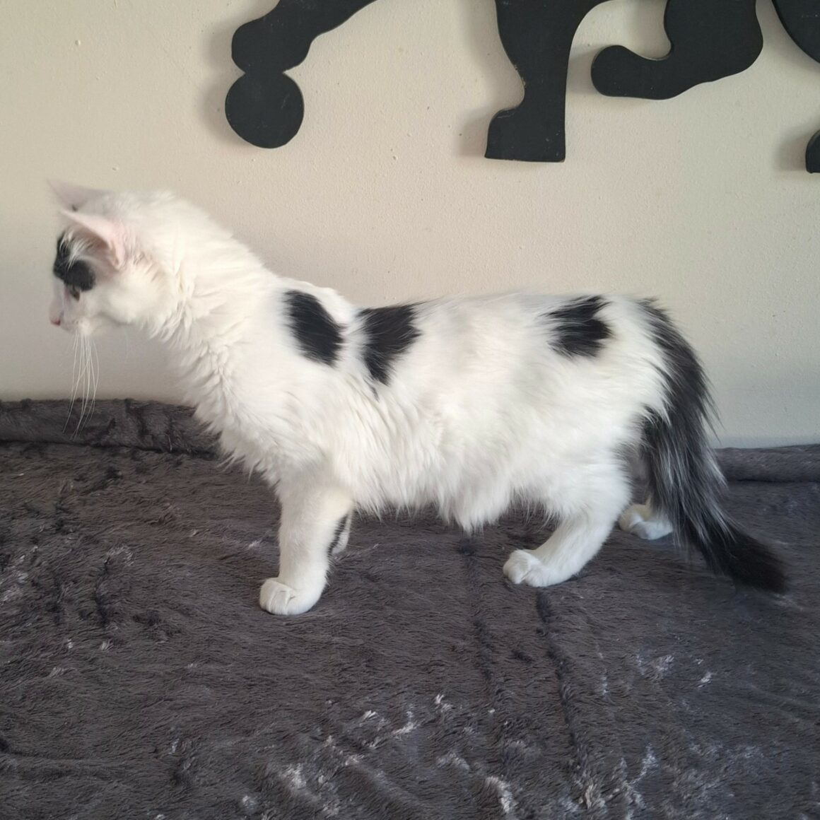 BARNABÉ – chaton