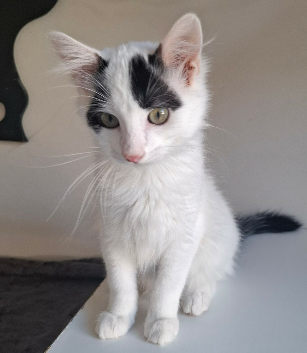 BARNABÉ – chaton