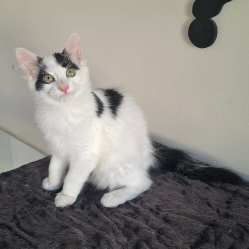 BARNABÉ – chaton