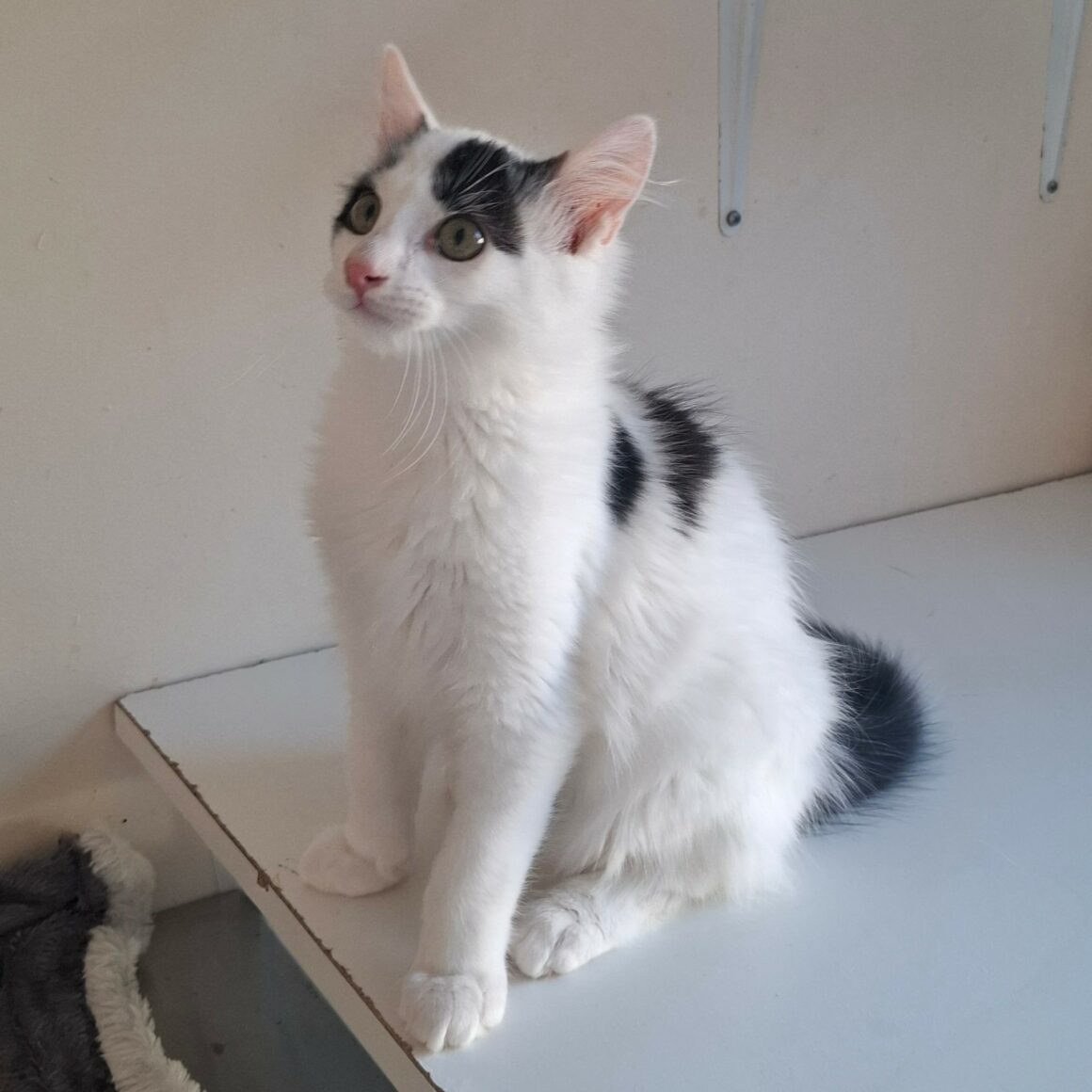 BARNABÉ – chaton