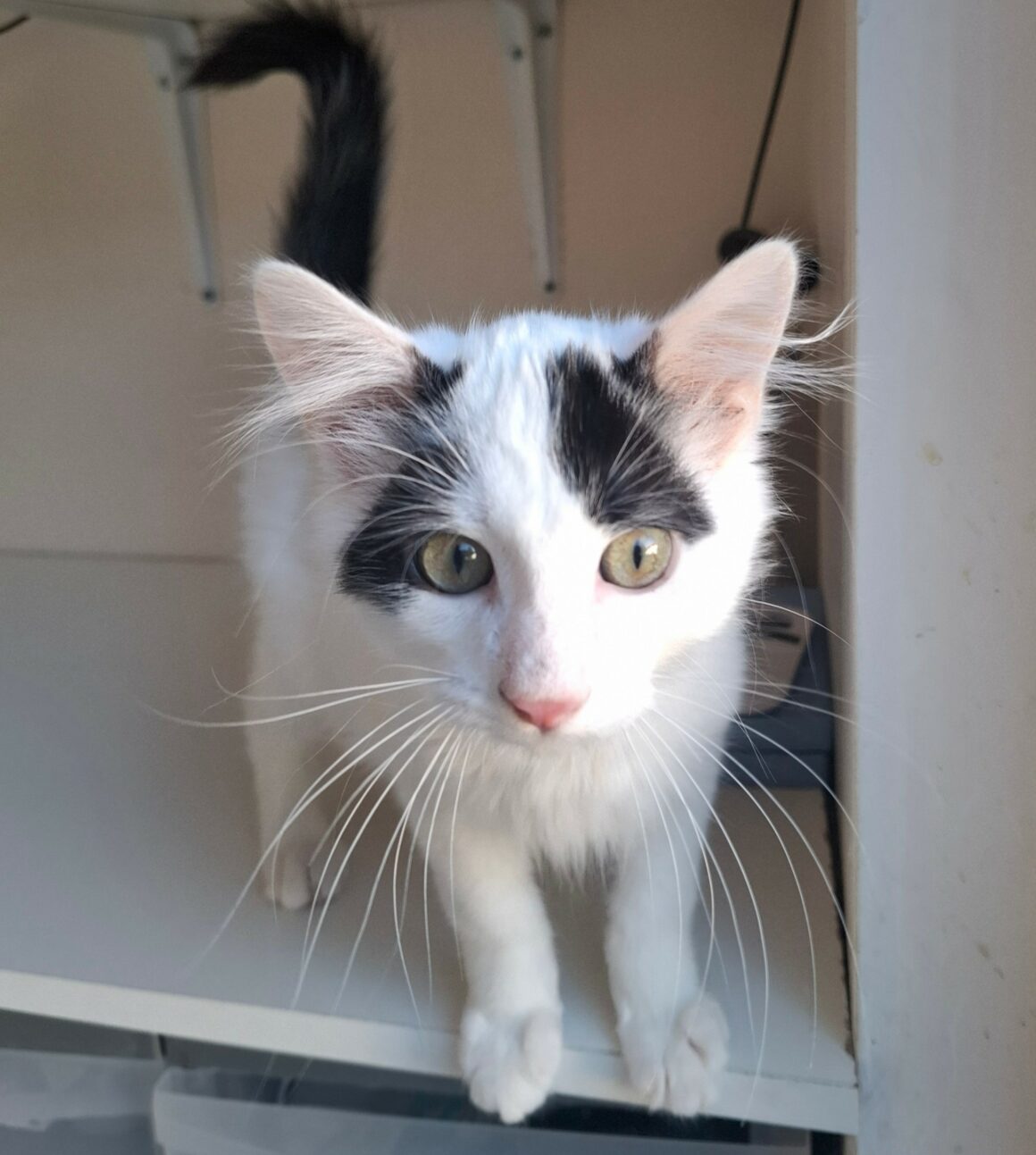 BARNABÉ – chaton