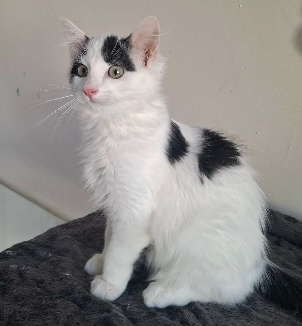 BARNABÉ – chaton