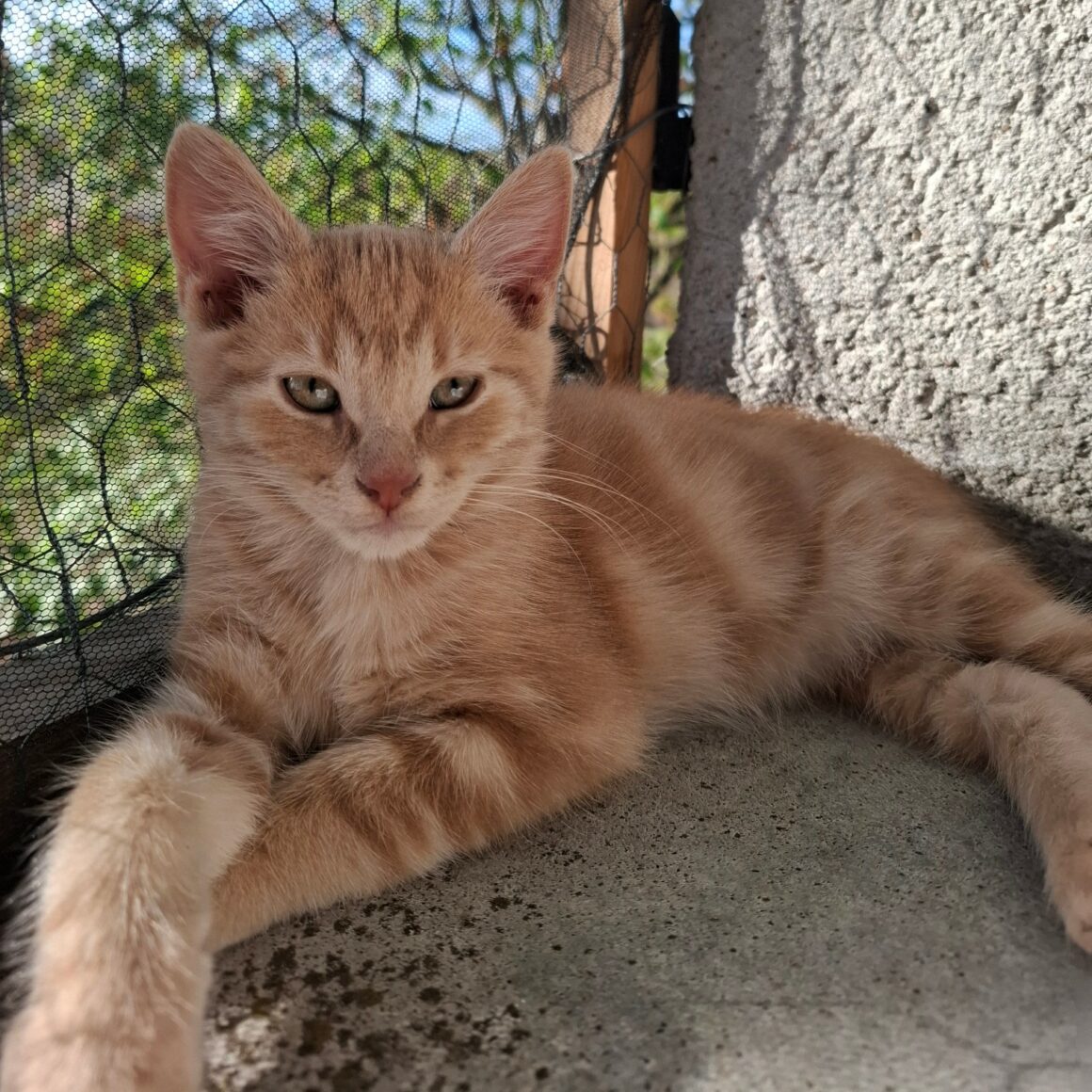 BASMATI – chaton Déjà adopté