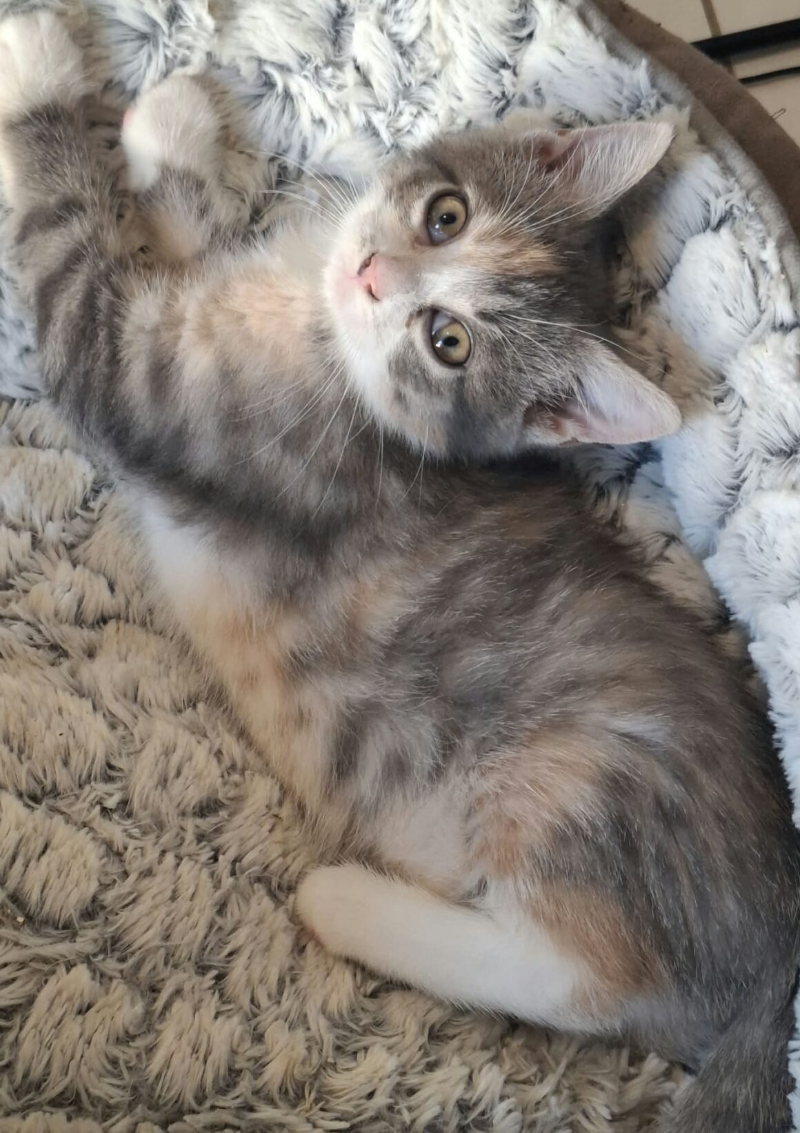 BEAUTY – Chaton réservée