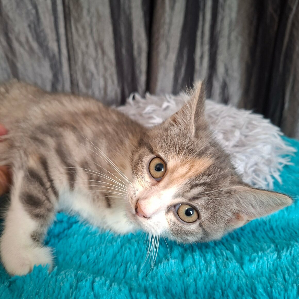 BEAUTY – Chaton réservée