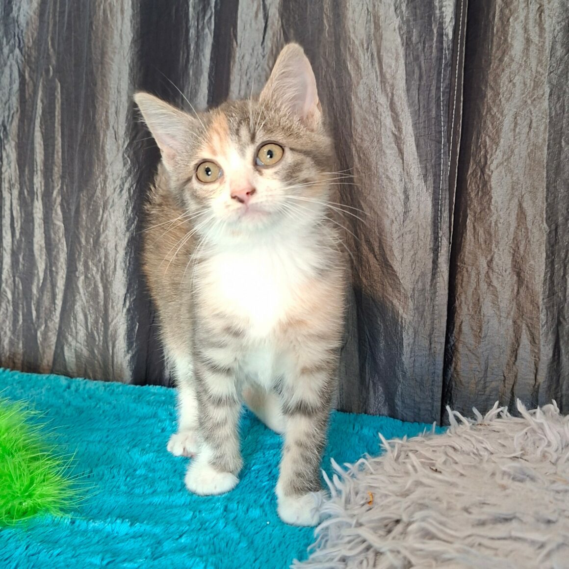 BEAUTY – Chaton réservée