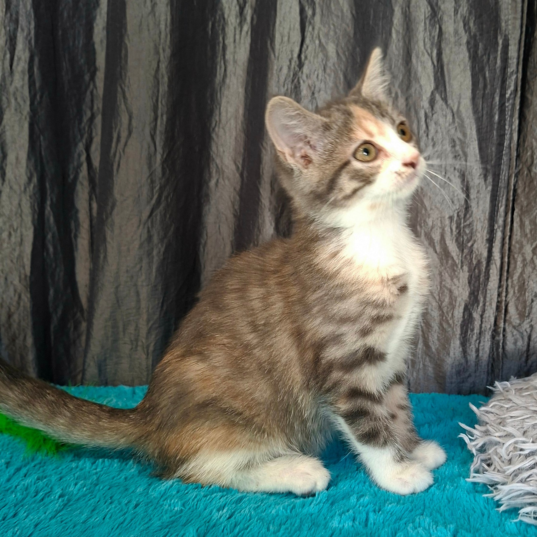 BEAUTY – Chaton réservée