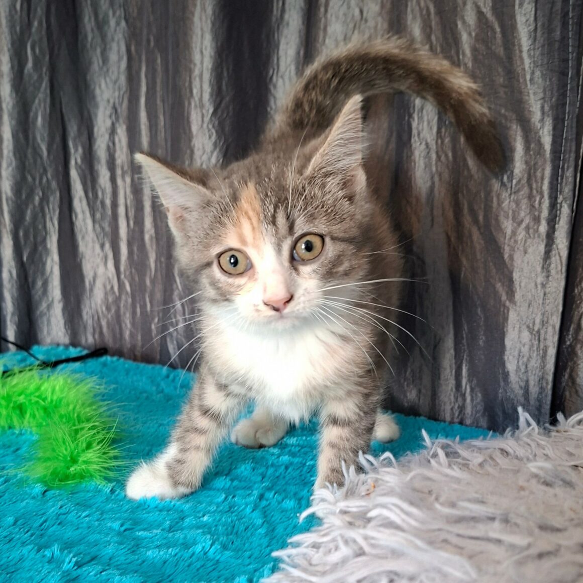 BEAUTY – Chaton réservée