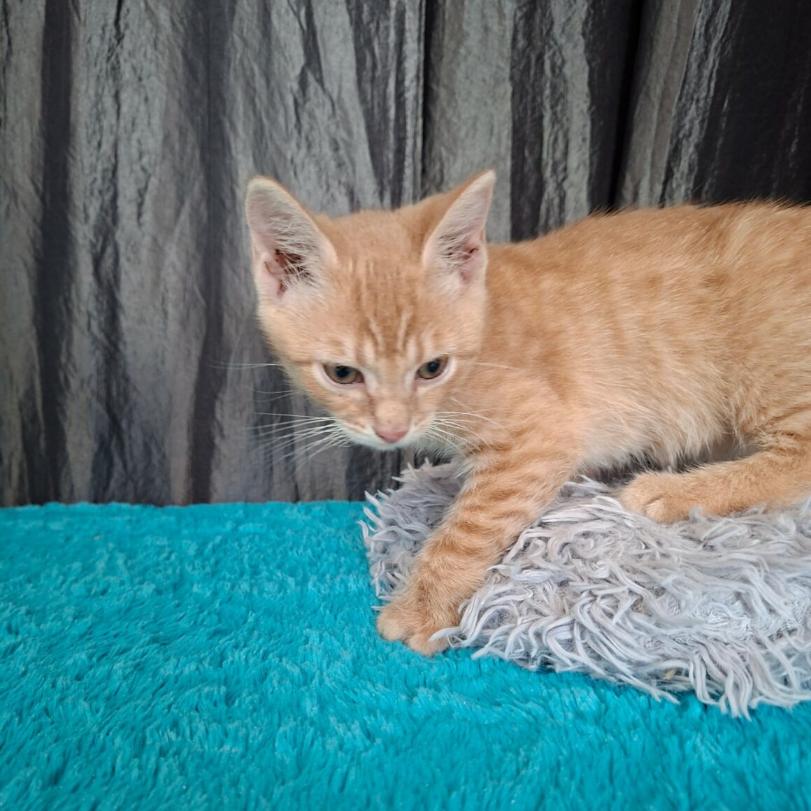 BEBOP – chaton