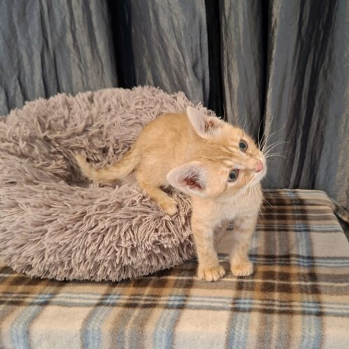 BEBOP – chaton