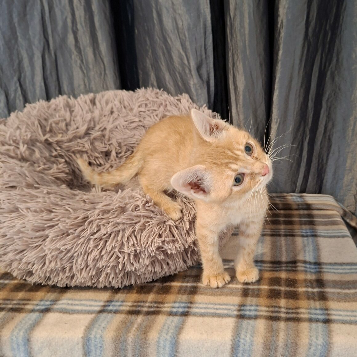 BEBOP – chaton