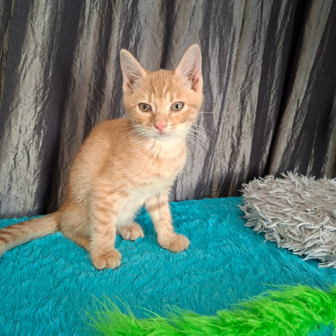 BEBOP – chaton