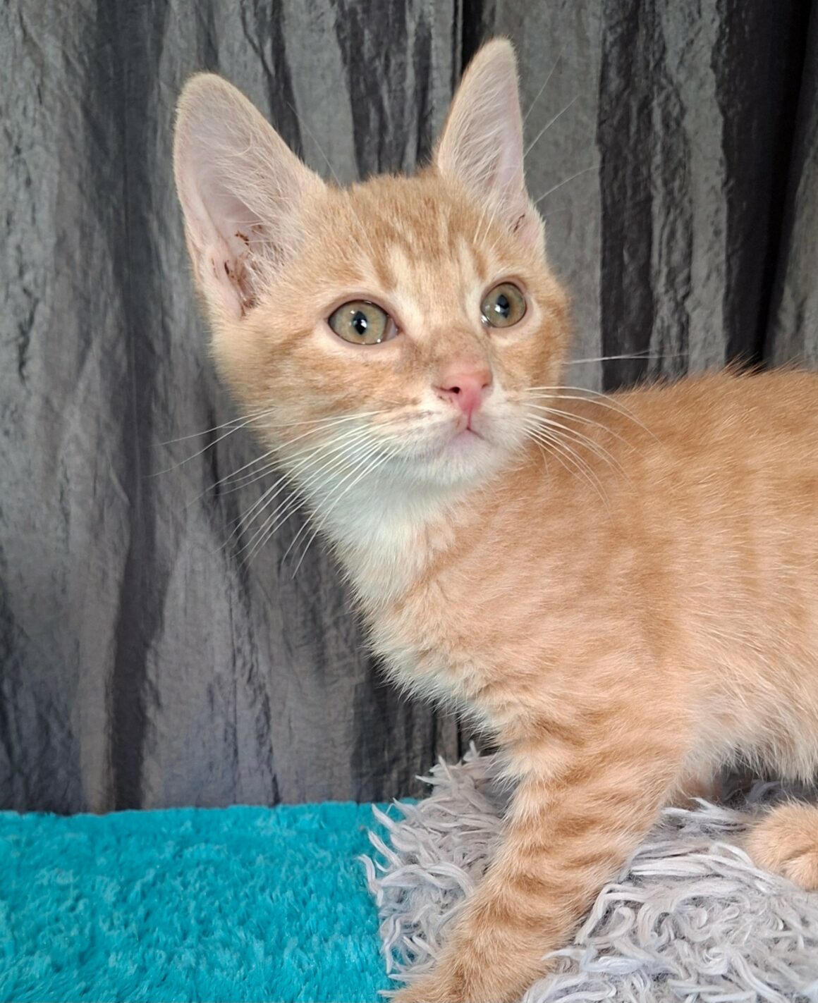 BEBOP – chaton