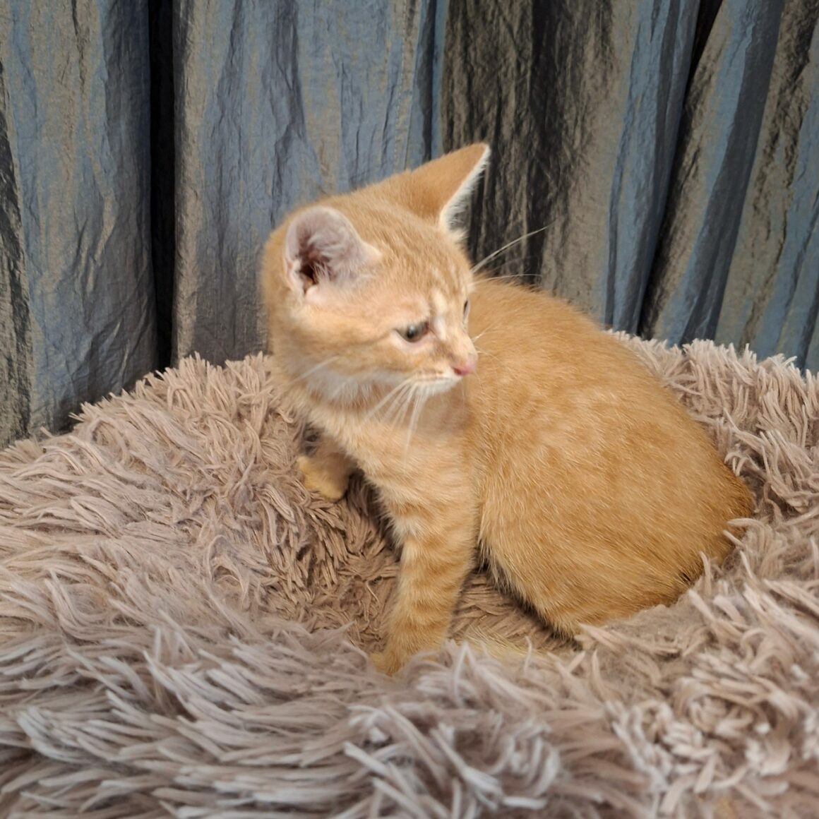 BEBOP – chaton