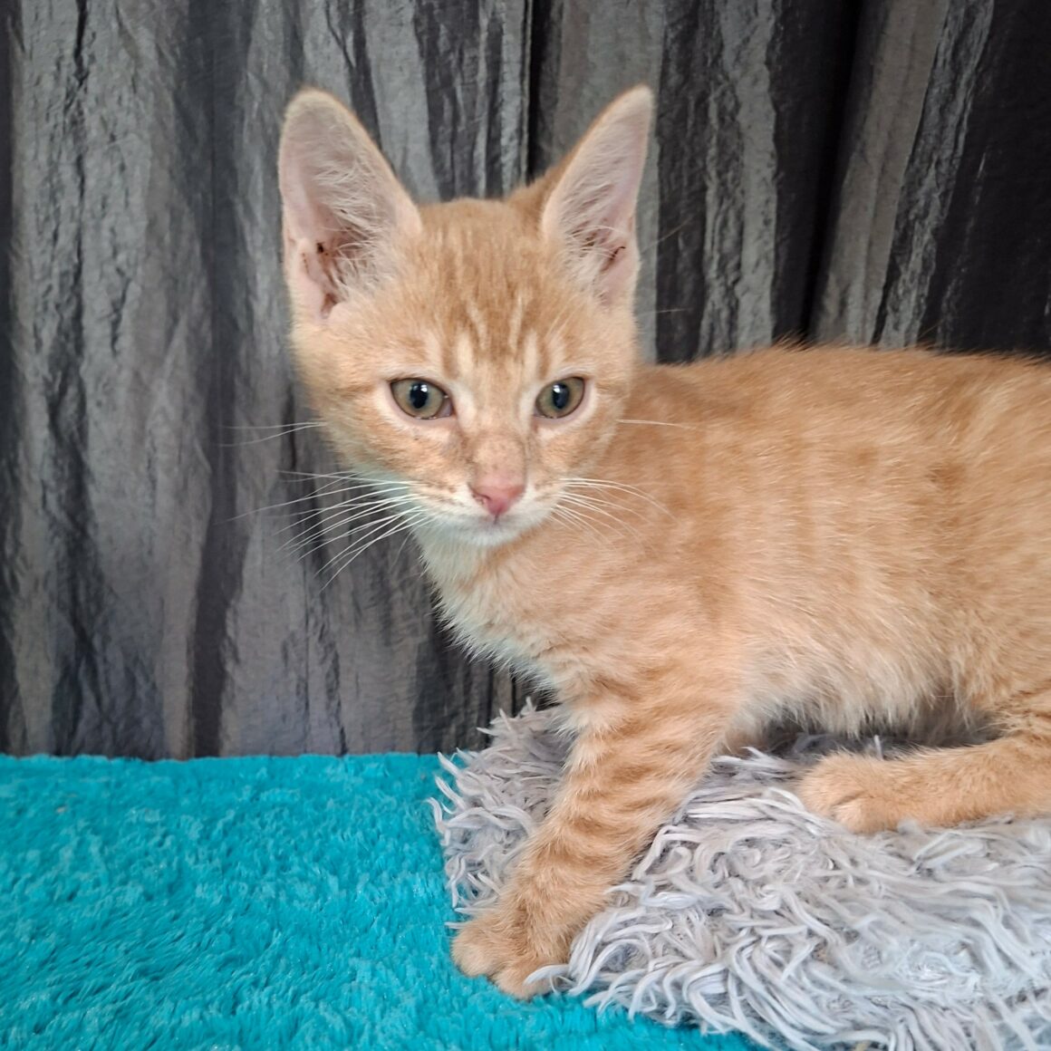 BEBOP – chaton