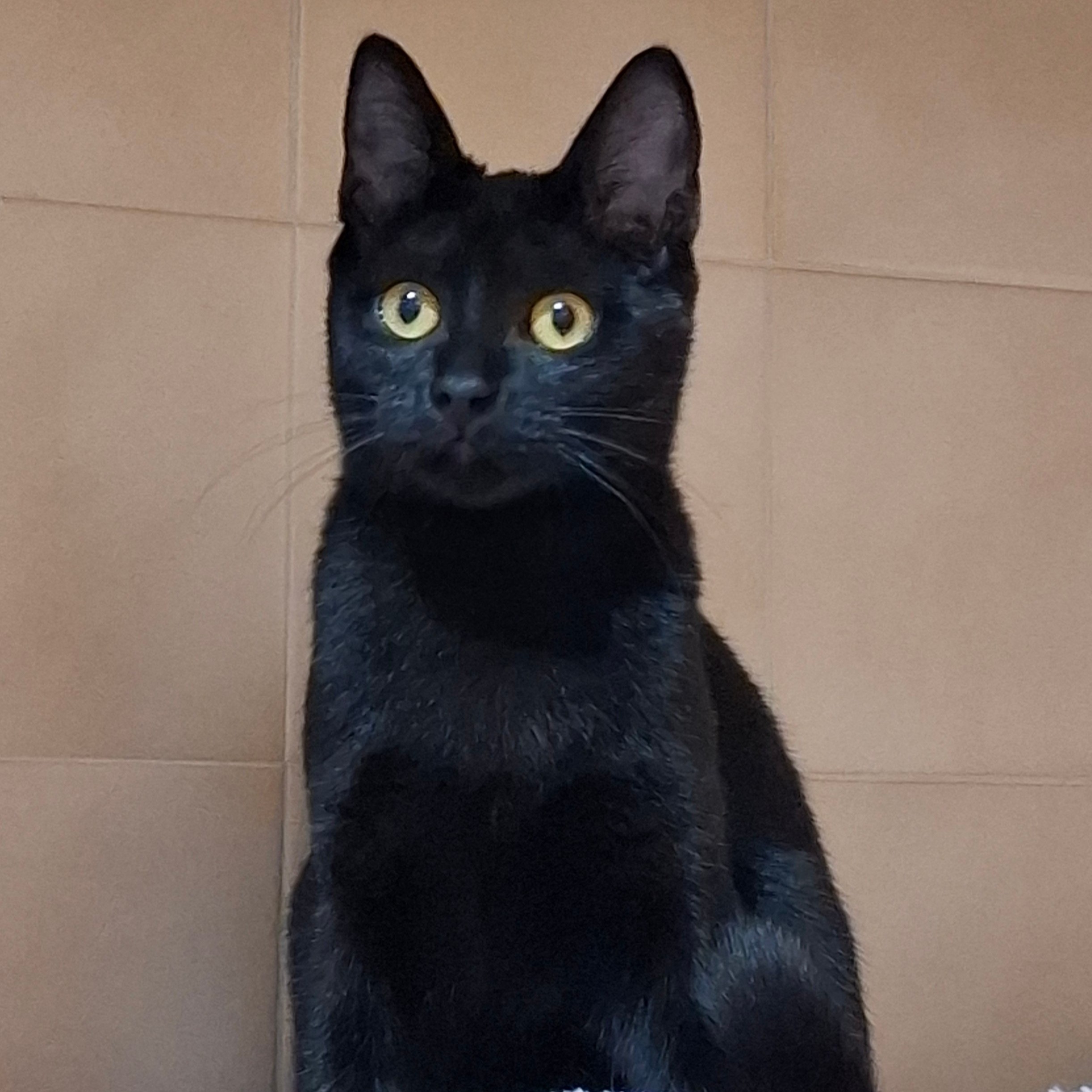 BEETLEJUICE – Chaton