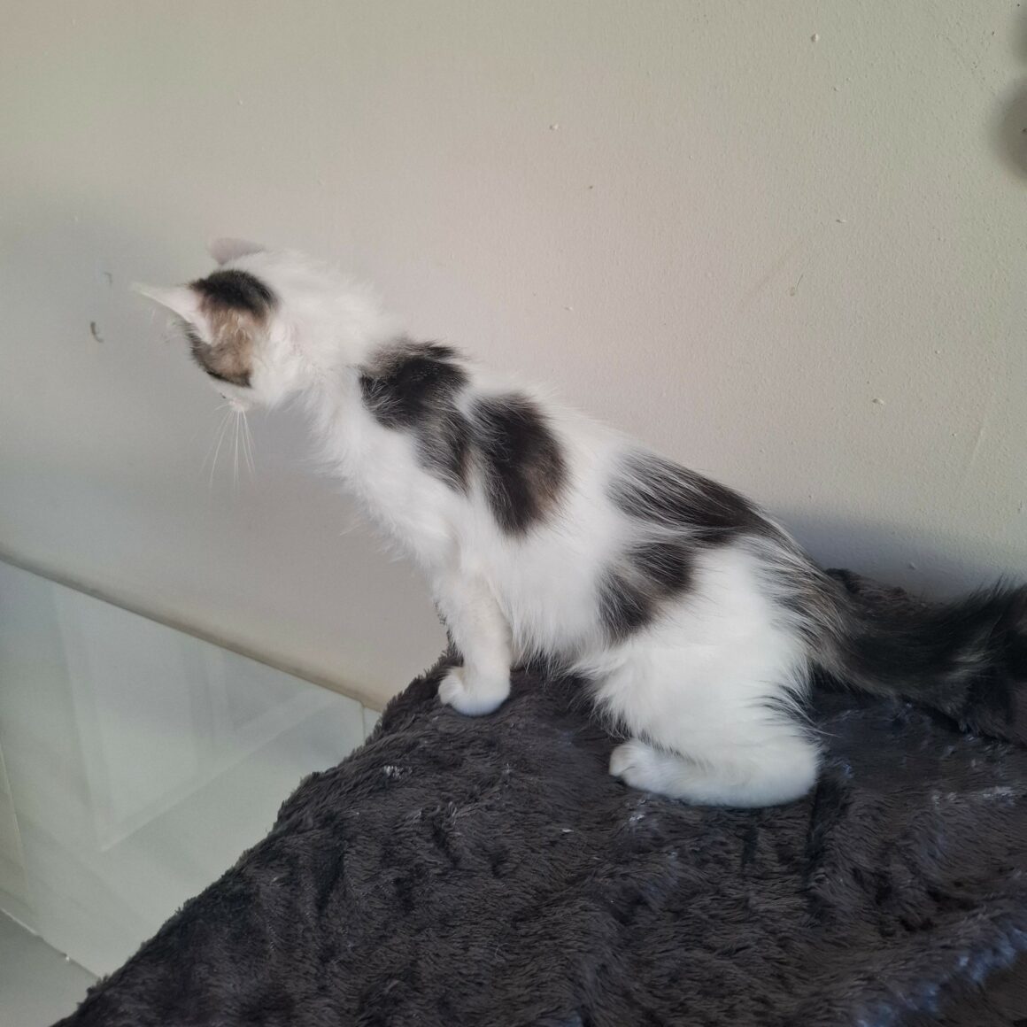 BIANCA – Chaton